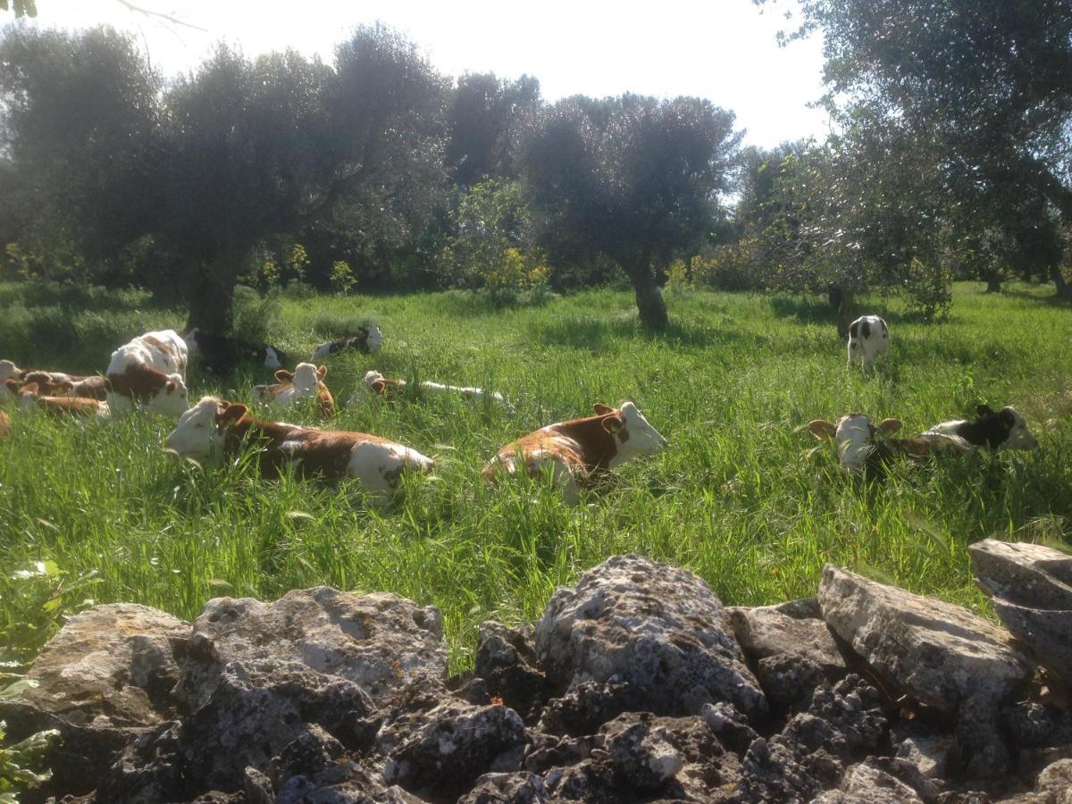 B&B Masseria Nuove Caselle Villa Castelli Экстерьер фото
